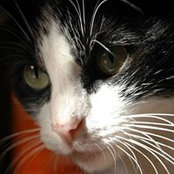Coco La Marrakchia's photo
