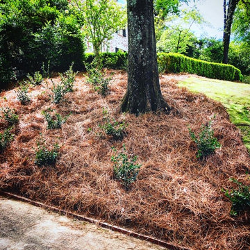 Front Yard Update/Mass Camellia Planting/Sod