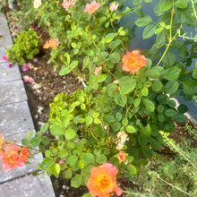 Roses!