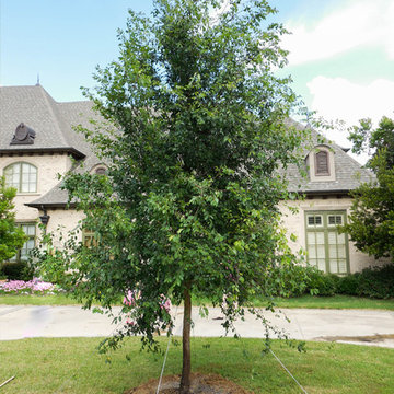 Lacebark Elm Tree