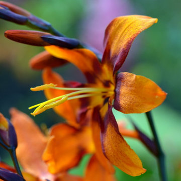 Miscellaneous Garden life