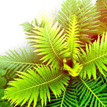 Courtyard Garden - Blechnum