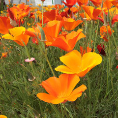 Roushall Gardens