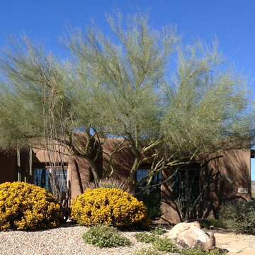 Southwestern Plants
