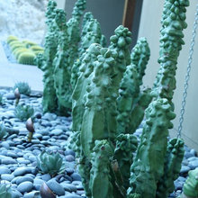 Cacti.