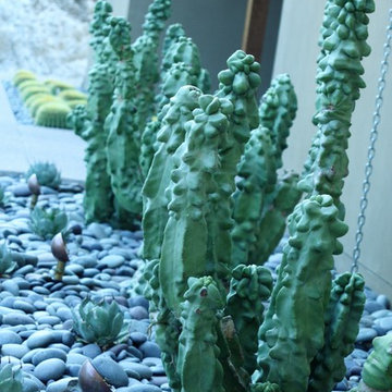 Contemporary Cactus Garden