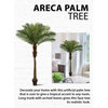 Serene Spaces Living Areca Palm Tree, 72"