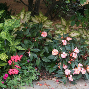 Great Plant Combos