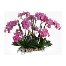 orchid arrangements
