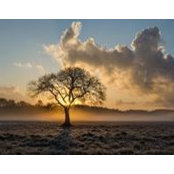 Foto von Phyllis Jacobs