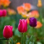 Michelle Berg's photo