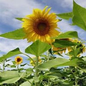 Christy Dempsey Nieman's photo