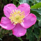 Nancy Adams's photo