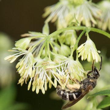 A female small sweat bee (Lasioglossum sp)