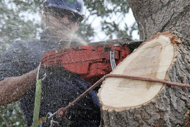 Alberta Arborists