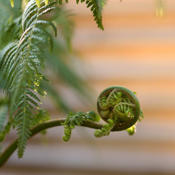 Tree fern uncurling in Sanctuary Garden Design in London