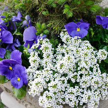 marjorie_kelley's ideas