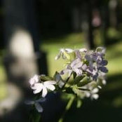Anne Roddy Hof's photo