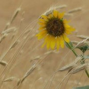 Foto von Sue Adams