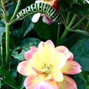 Foto von Elizabeth McBride