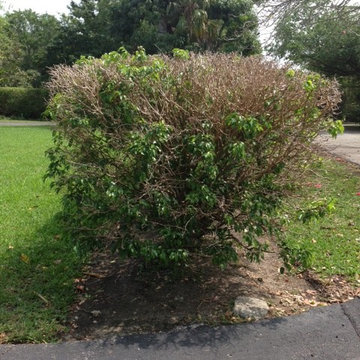 Ficus White Fly Treatment. Before and After