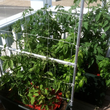 Vegetable & Herb Gardens