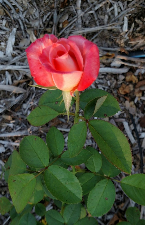September Roses in North Central Florida