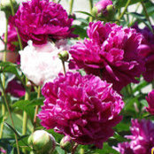 Karen Pearson's photo