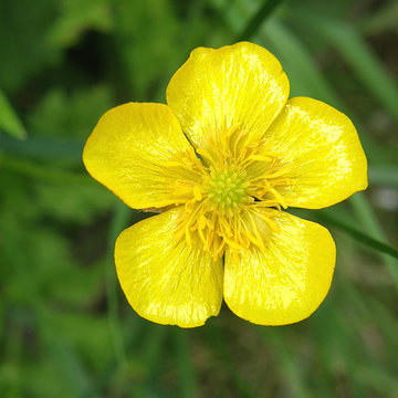 Bouton d'or