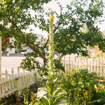 Urban Homesteading Berkeley