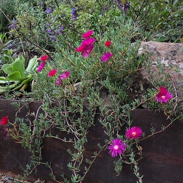 Sonoma County Garden