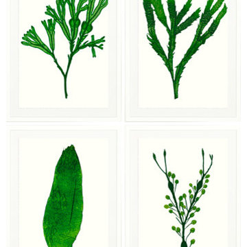 Vivid Seaweed