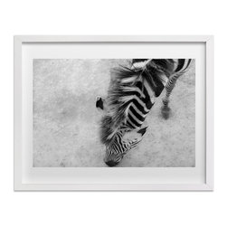 Zebra From Above by Mary Ann Glynn-Tusa - Fine Art Prints