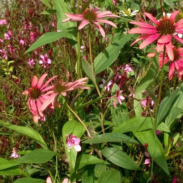 Echinacea purpurea