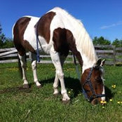Rae-lynn Pedersen's photo