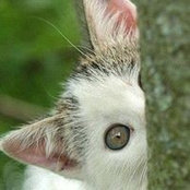 Foto von Kit Katt