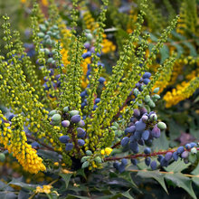 Garden & Plants