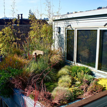 Noe Valley Roof Garden