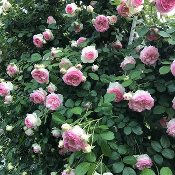 Rose Garden Design and Consulting