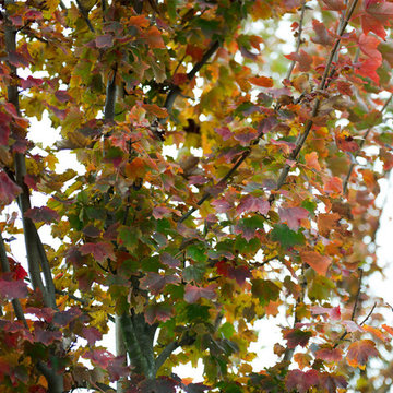 October Glory Maple Tree in Fall