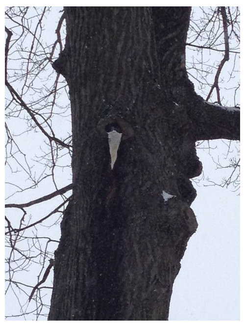 Oak tree dripping sap that has large icicle