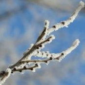 Allison Shearer Craig's photo