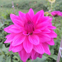 Cut Flower Arrangements - Products