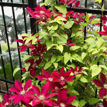 Clematis