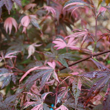 Favorite Plants and Cool Stuff