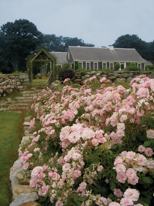 Knockout Rose Landscaping | Houzz