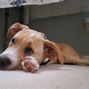 Jo-Ann Fanelli's photo