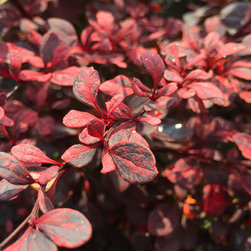 Current Featured Plants - Products