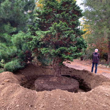 Large Tree Transplant
