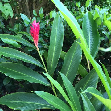 Tropical Accent Plants